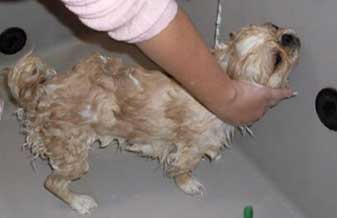 Pet Shop Dog Cat & Cia - Foto 1