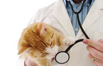 Centro Veterinário Vida De Cão - Foto 1