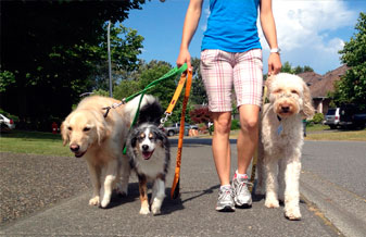 Dog Walker.Personal - Foto 1