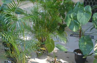 Percival Plantas Ornamentais - Foto 1