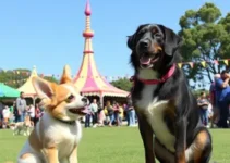 PetPalooza