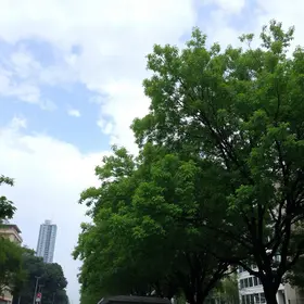 arborização em Mogi das Cruzes